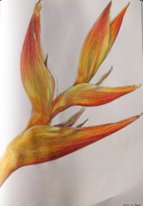 Heliconia